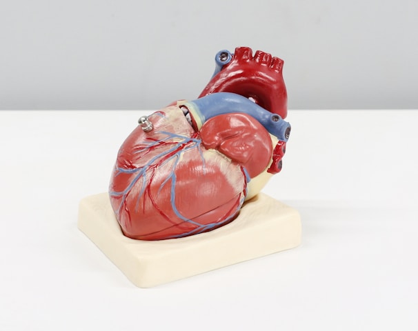 a model of a human heart on a white surface