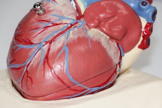 A detailed anatomical model of a human heart featuring prominent red and blue blood vessels. The model shows the heart's intricate structure and various components in a realistic and educational depiction.