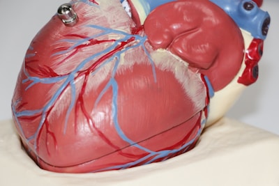 A detailed anatomical model of a human heart featuring prominent red and blue blood vessels. The model shows the heart's intricate structure and various components in a realistic and educational depiction.