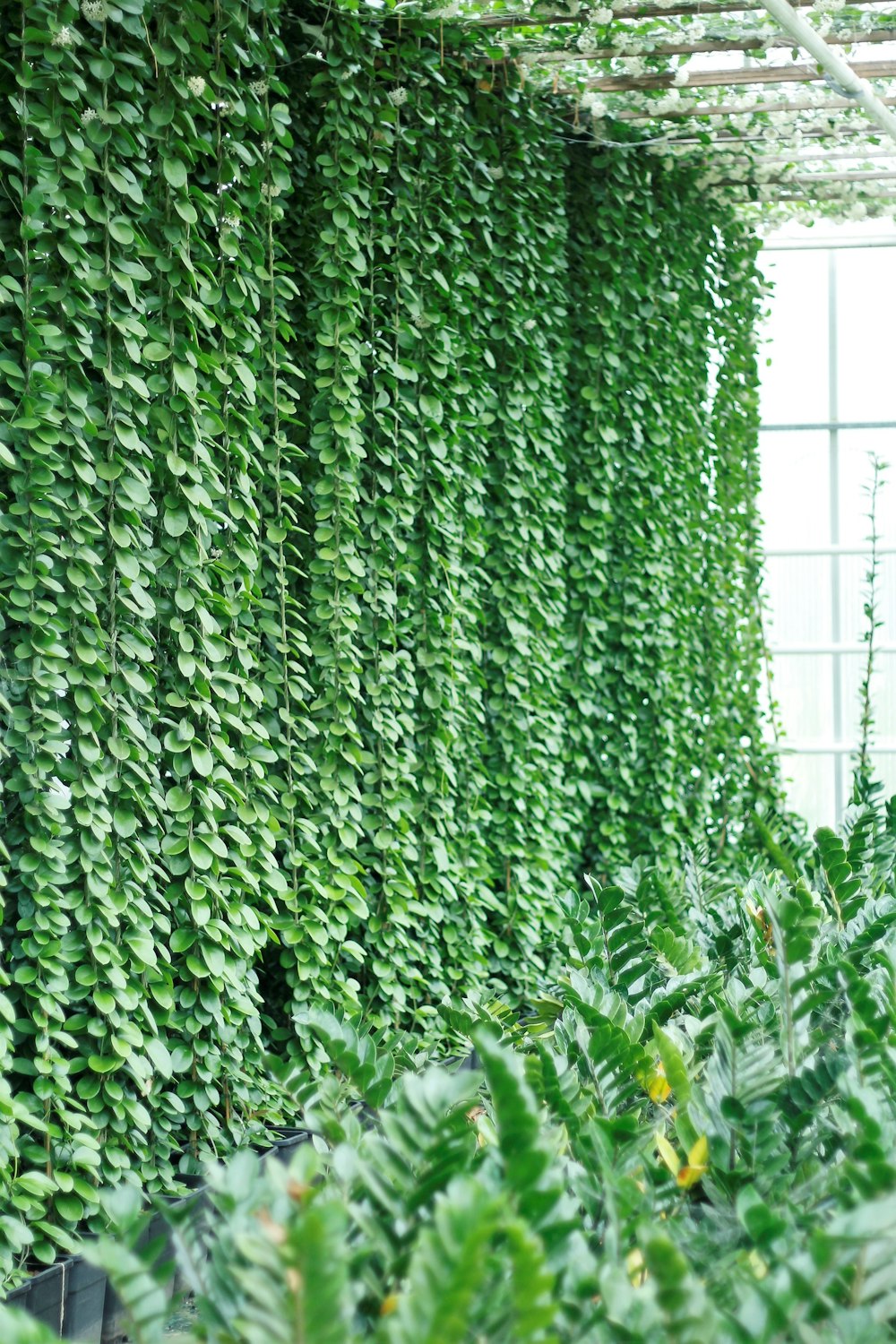 a room filled with lots of green plants