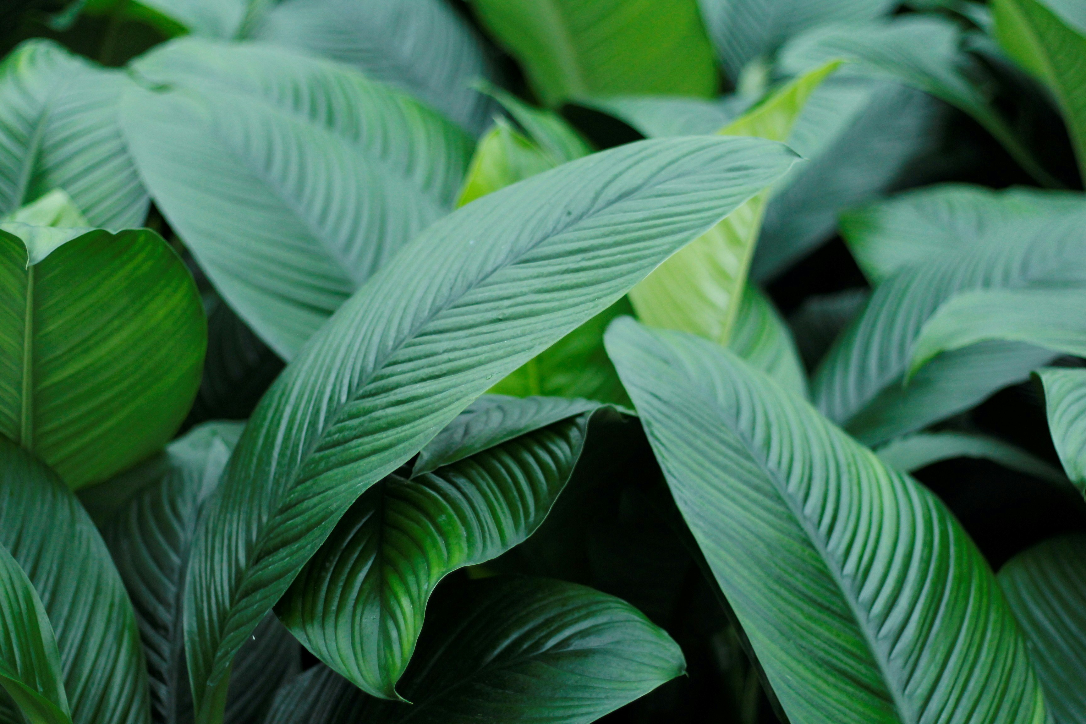 Photo by plants_and_music