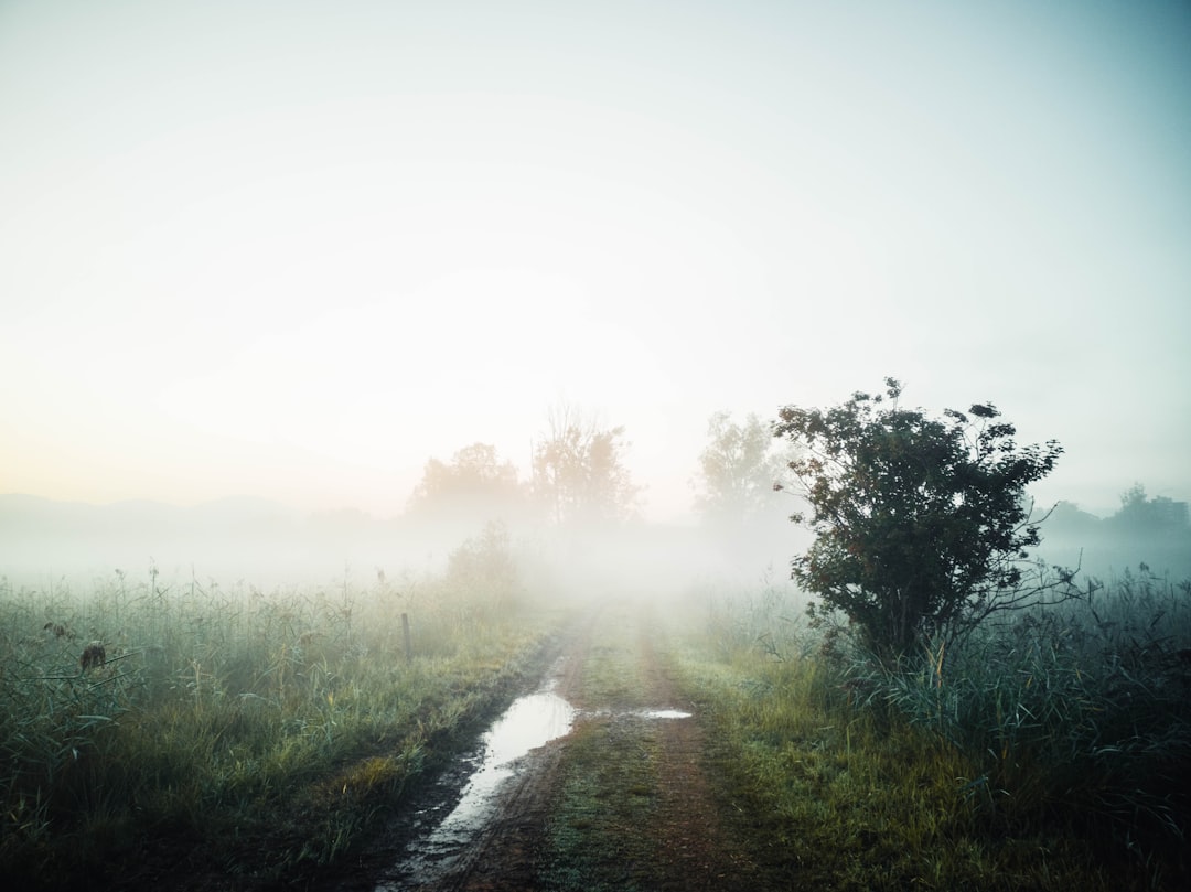 green grass and trees covered with fog