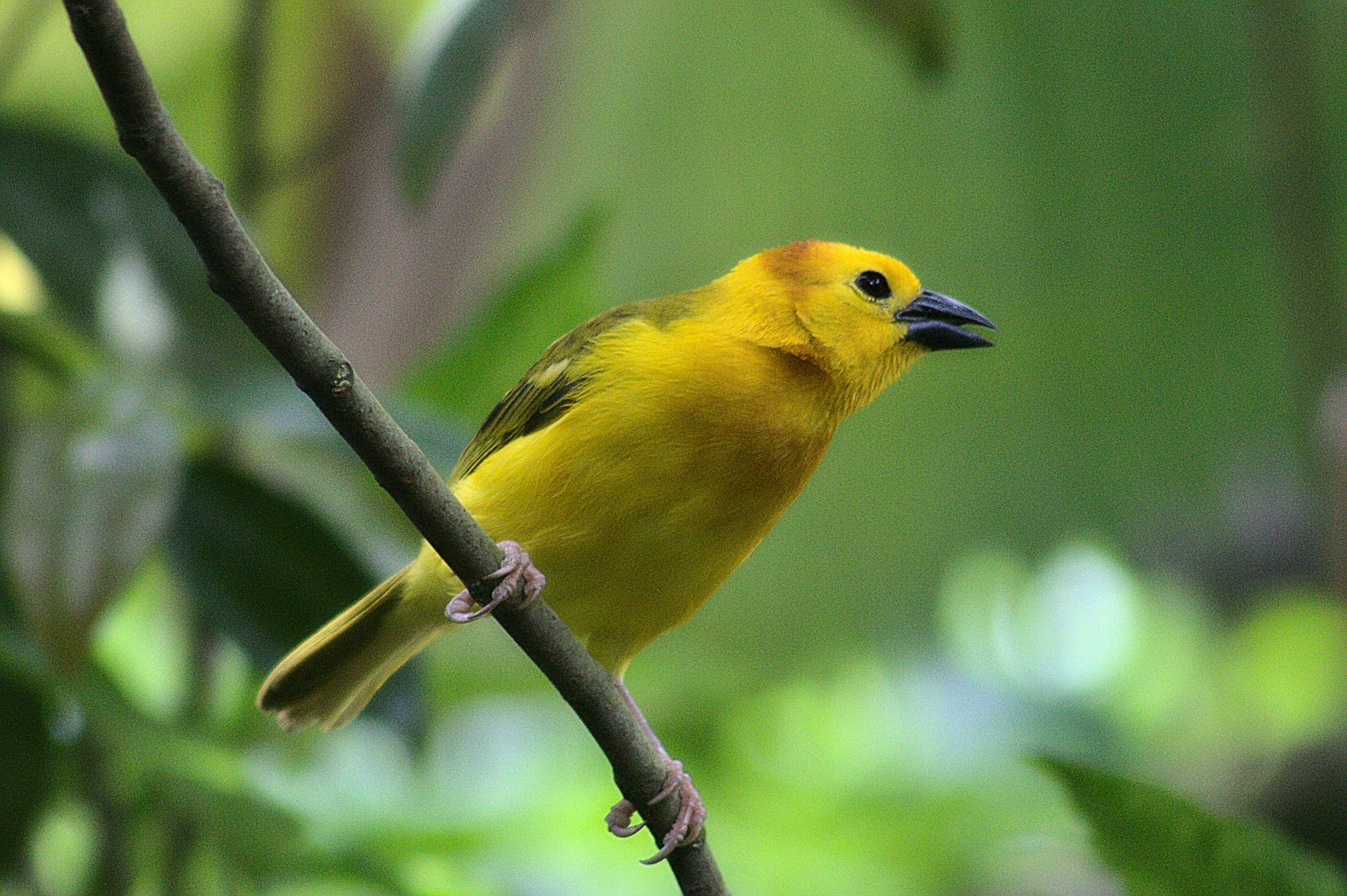 Photo by giuliogabrieli