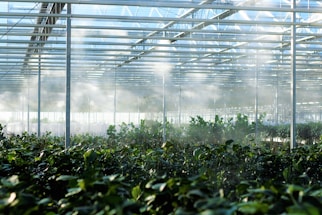 a greenhouse filled with lots of green plants
