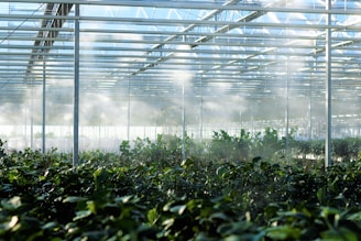 a greenhouse filled with lots of green plants