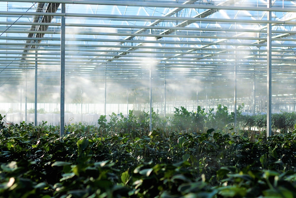 a greenhouse filled with lots of green plants