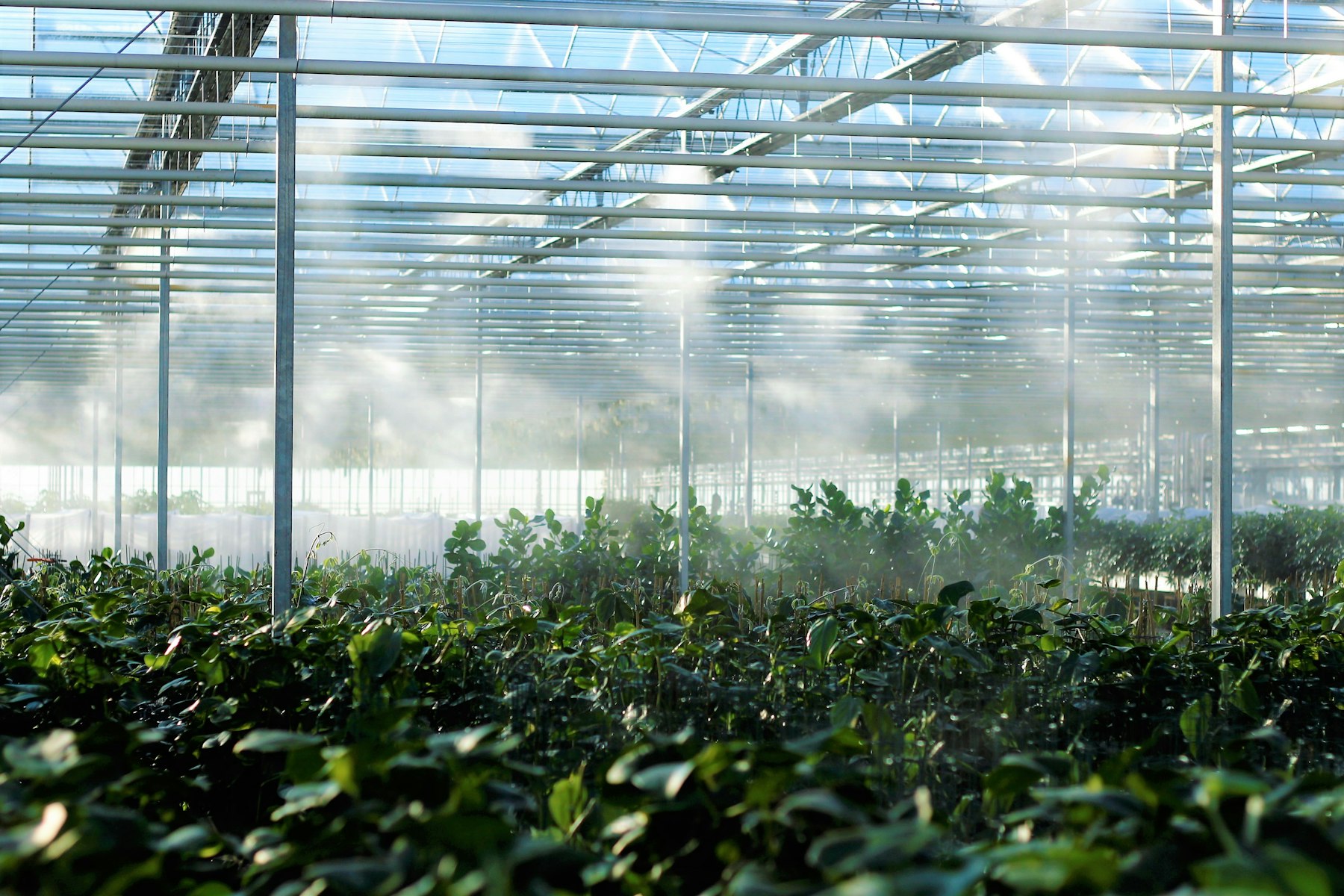 Misty bonsai greenhouse