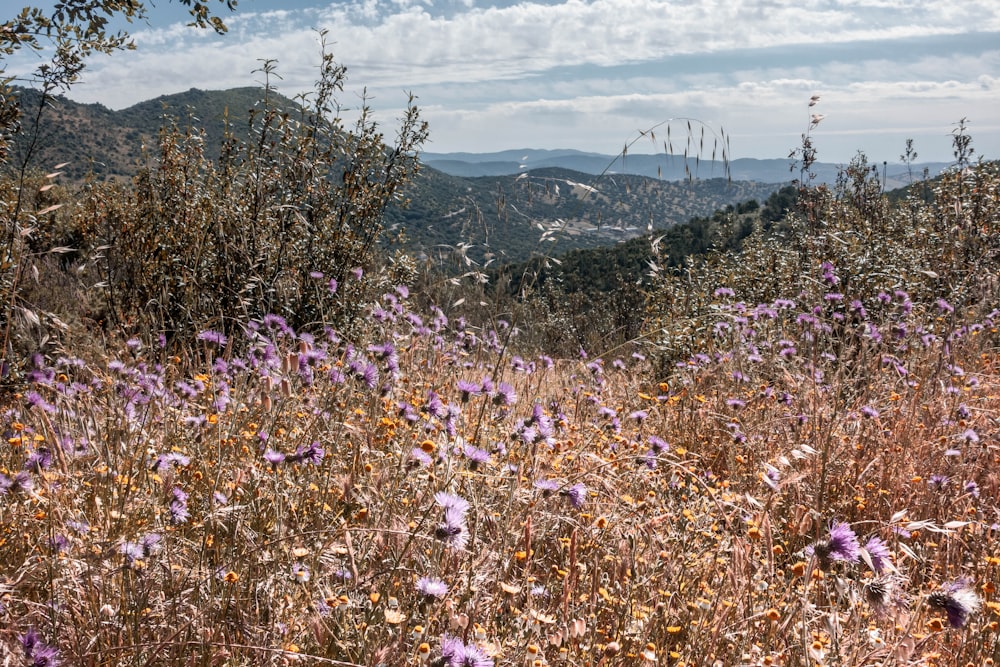 a field of wild flowers with mountains in the background