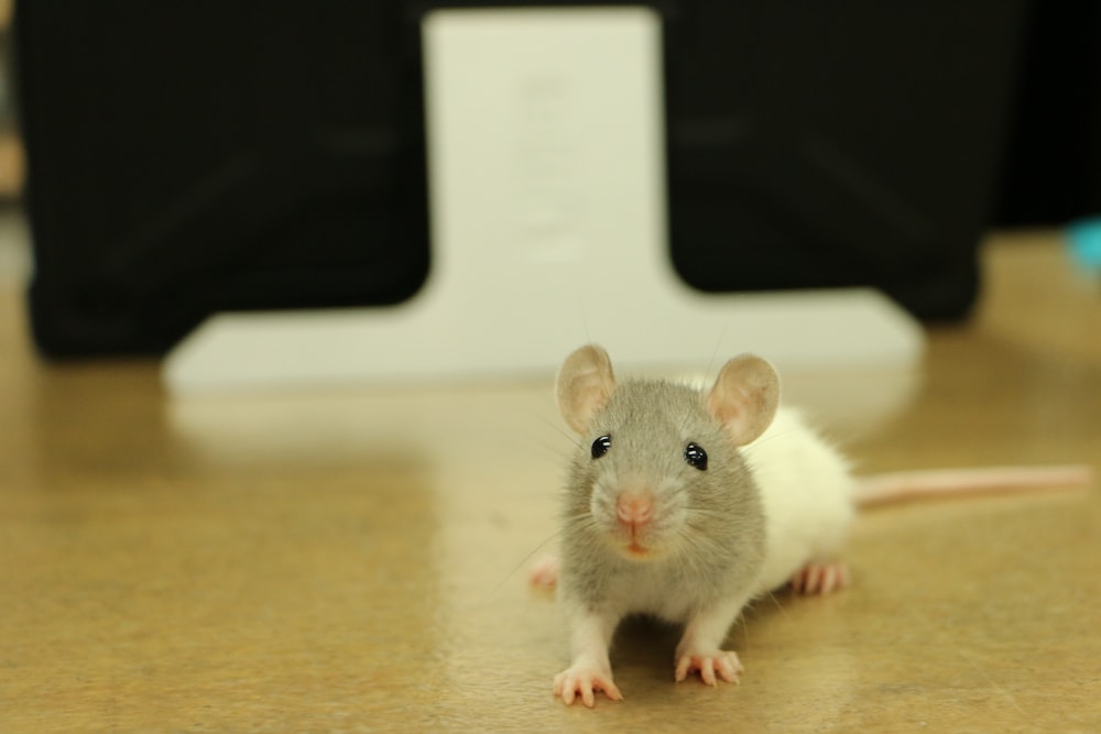 a mouse sitting on top of a wooden table