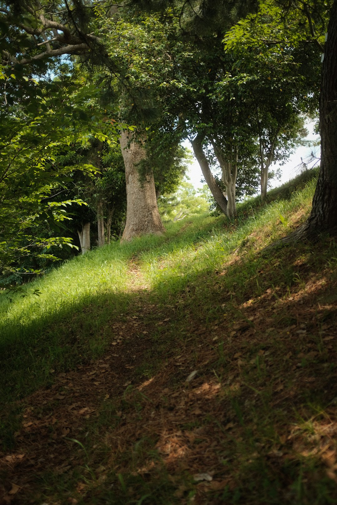 green grass and trees during daytime