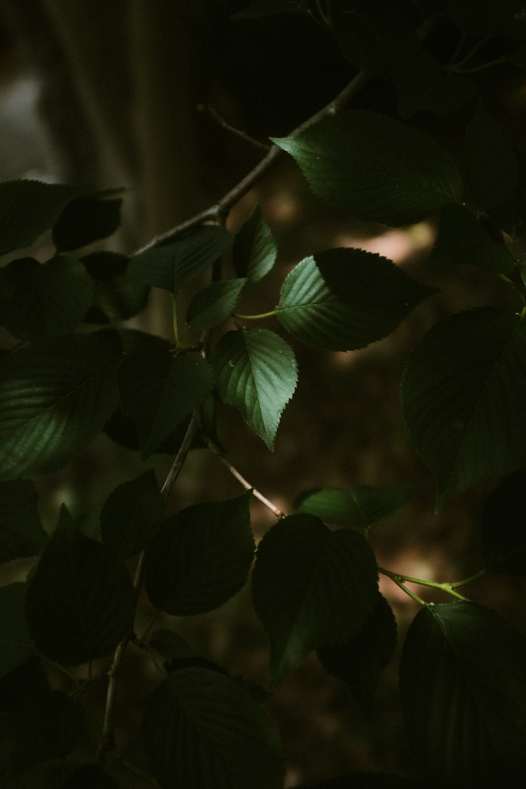 green leaves in tilt shift lens