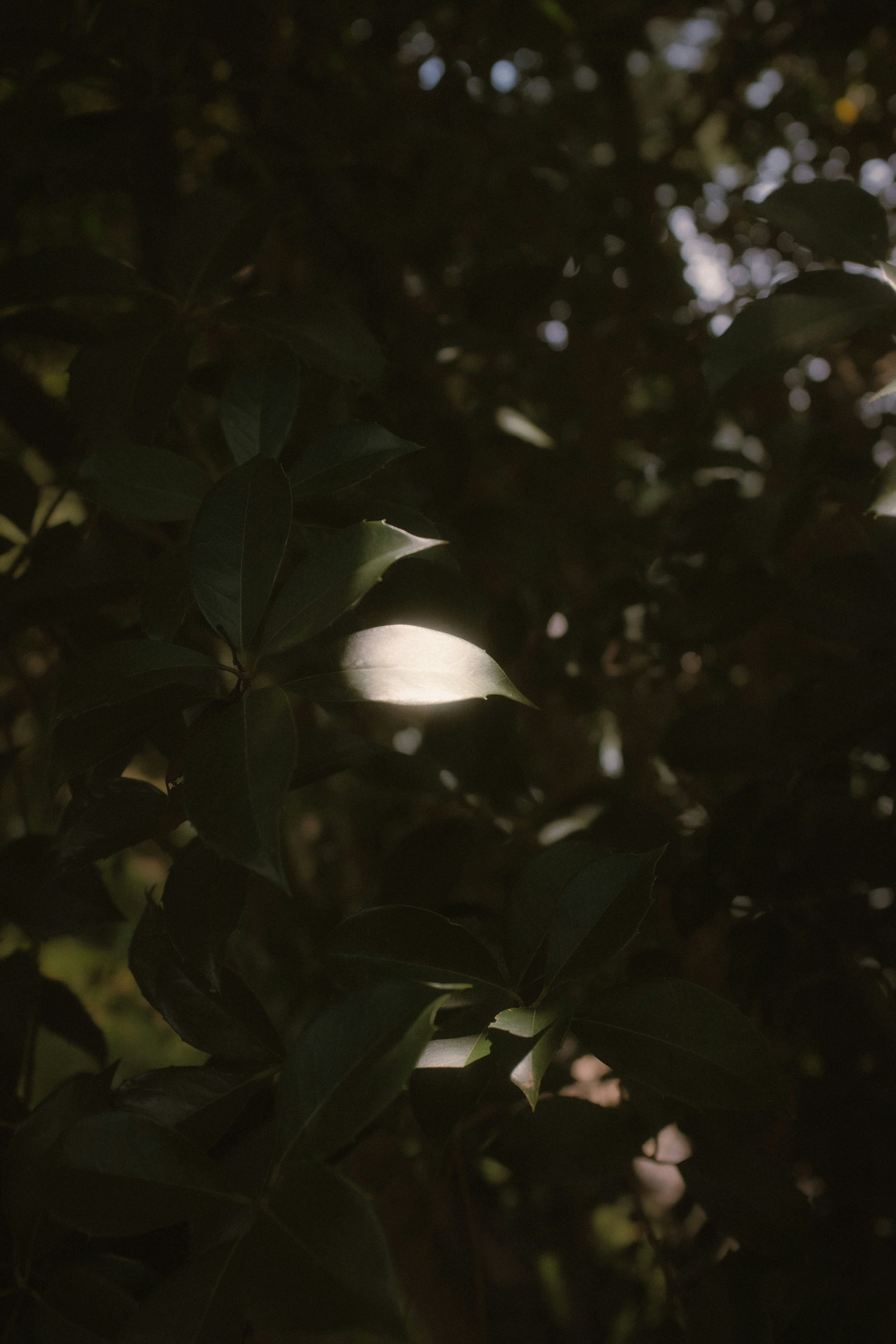 Summer Moon Nutrition Menu Pdf