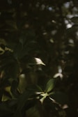green leaves in tilt shift lens