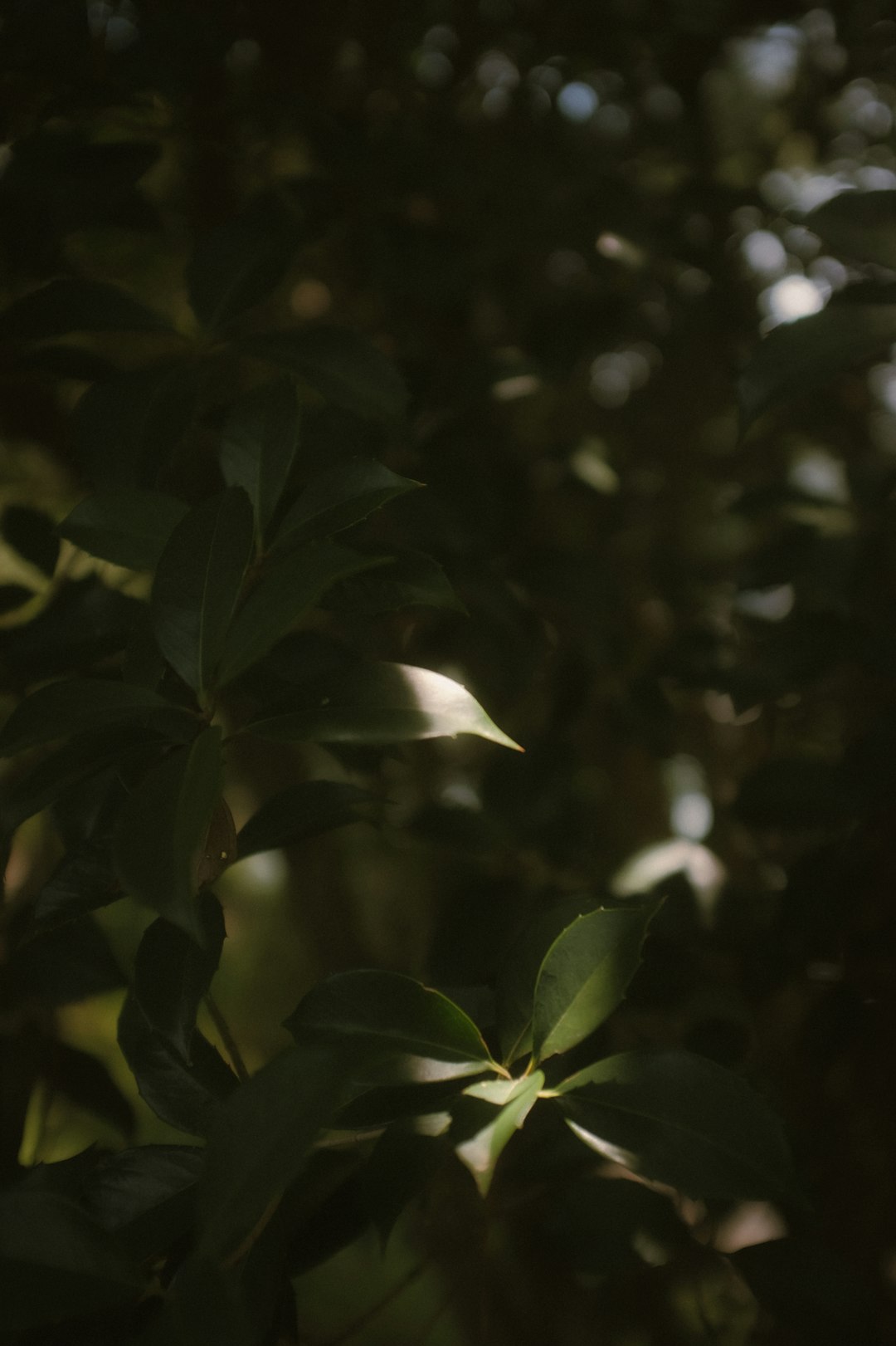 green leaves in tilt shift lens