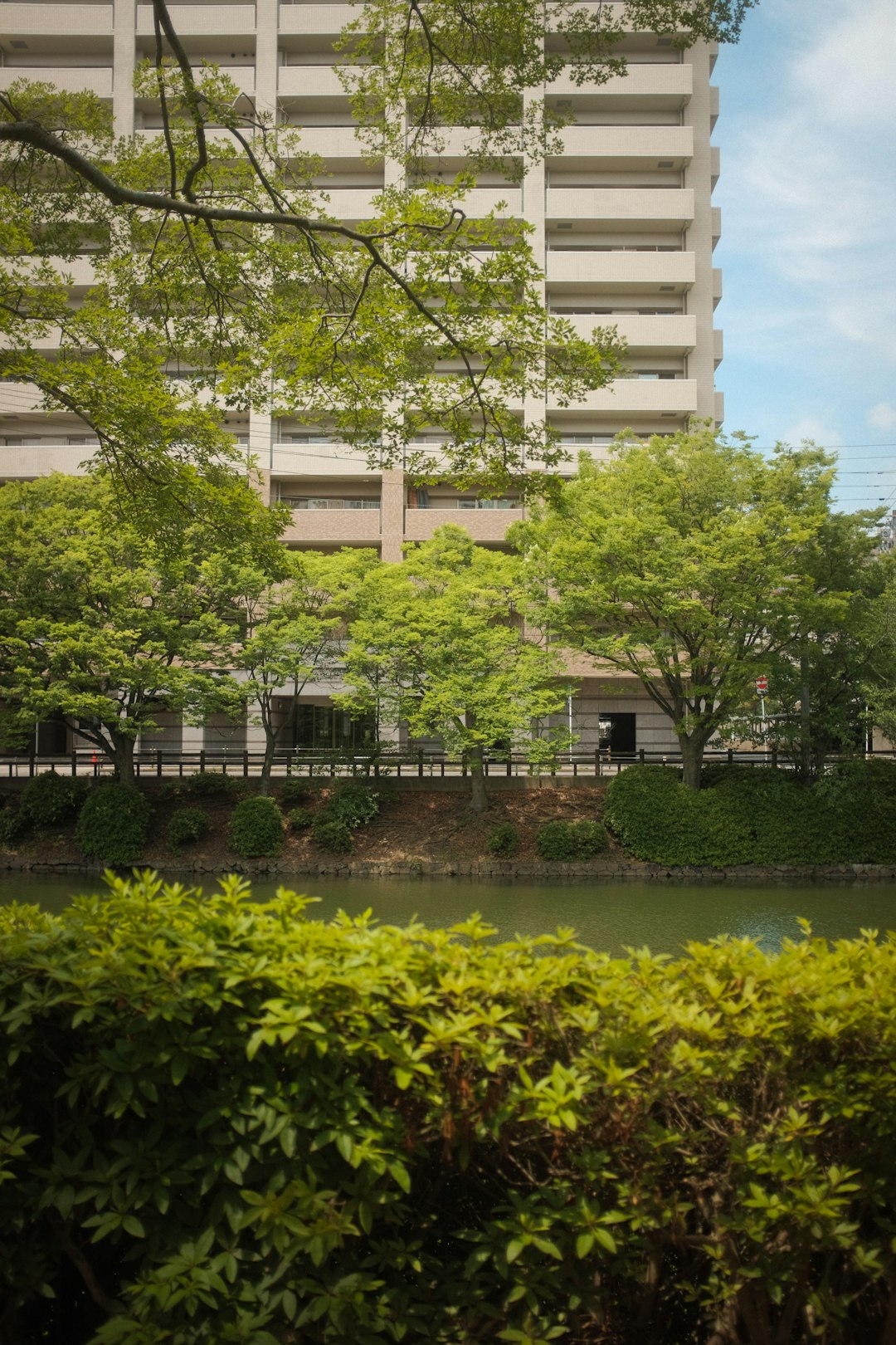 green trees near body of water during daytime