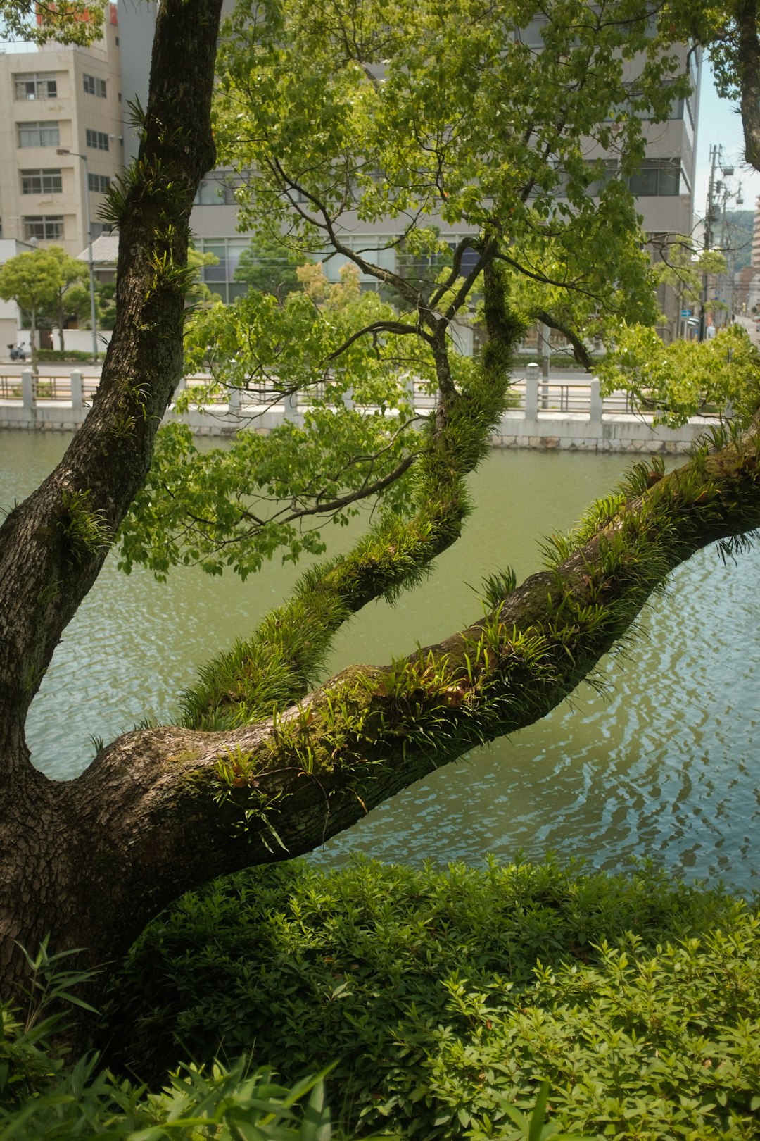 green moss on tree trunk near body of water during daytime