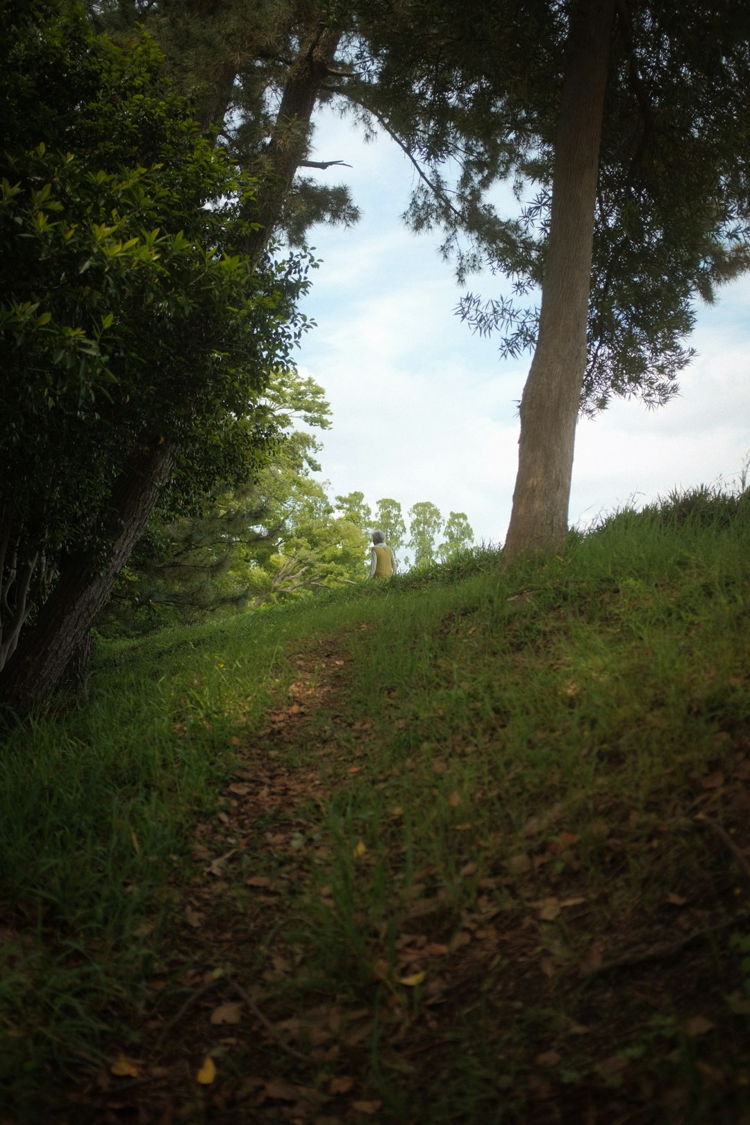 green grass and trees during daytime