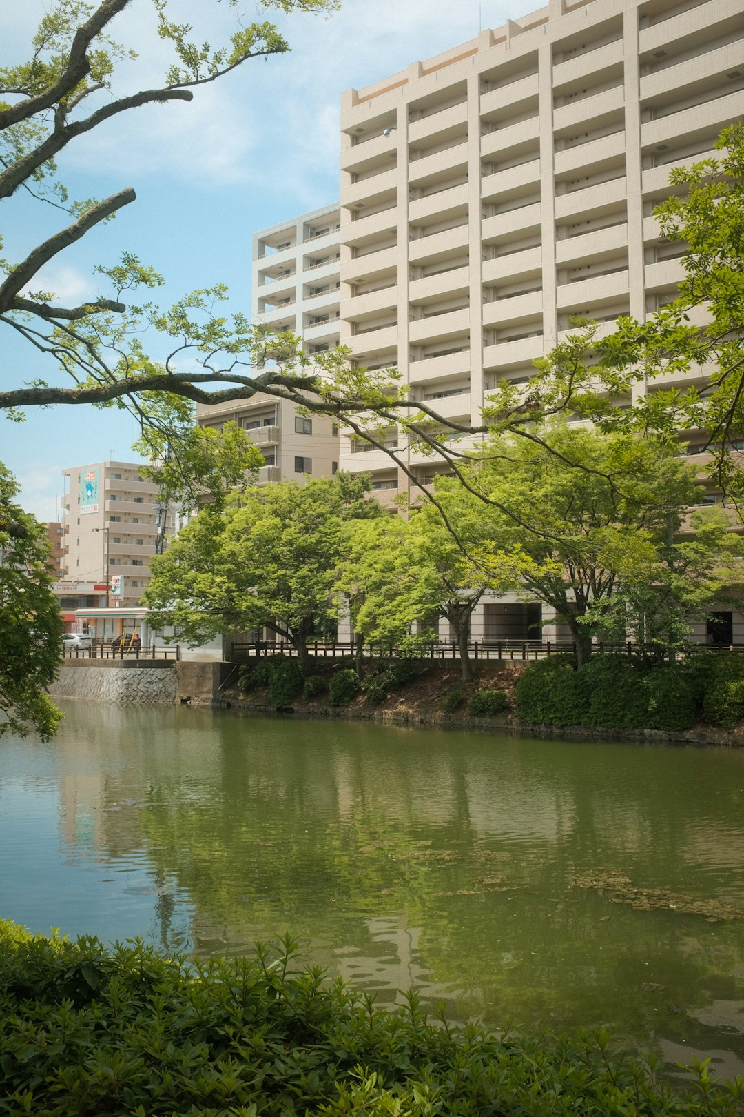 green trees near body of water during daytime