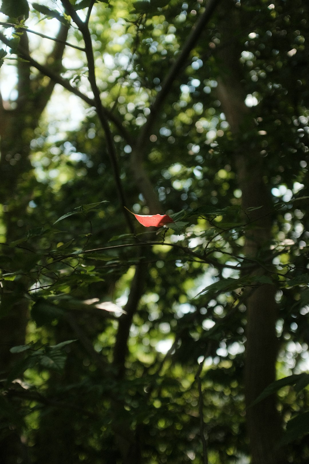 red rose on tree branch during daytime