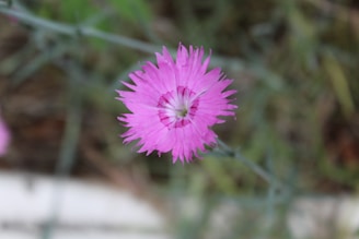 A vivid pink flower with delicate, serrated petals and a white center set against a blurred green background.
