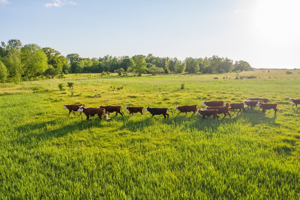 brown cows on green grass field during daytime