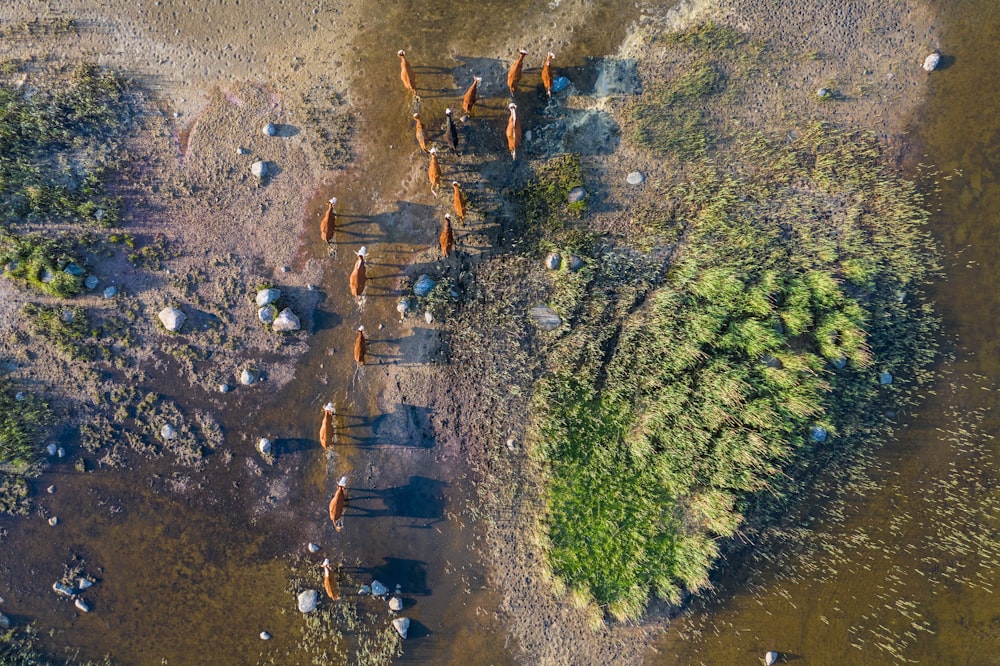 una veduta aerea di un branco di animali selvatici