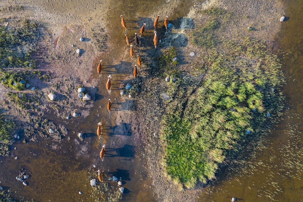 an aerial view of a herd of wild animals