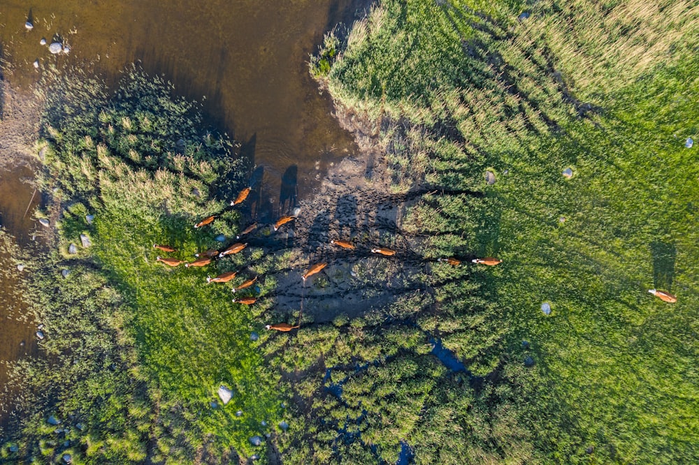 an aerial view of a herd of cattle grazing in a field