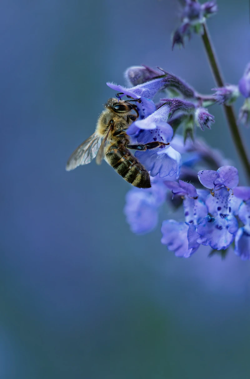 Blue Orchid Bee (Euglossa dilemma)