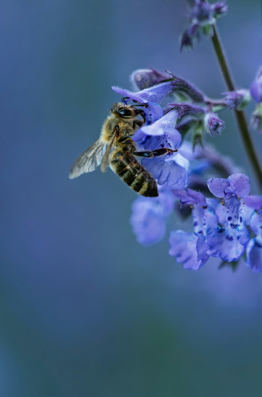 a bee sitting on top of a purple flower