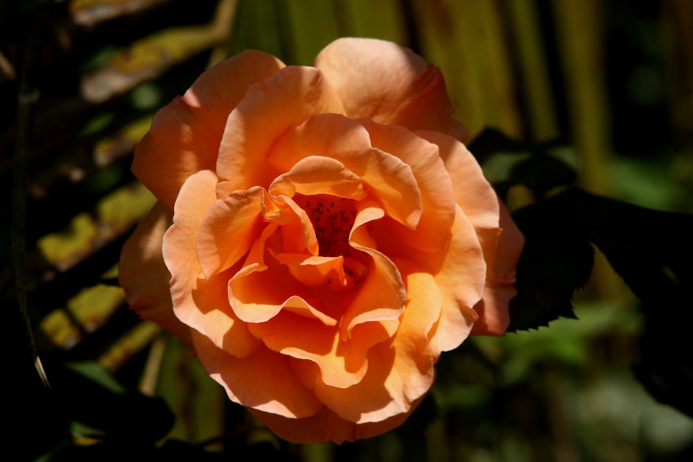 a peach colored flower with green leaves in the background