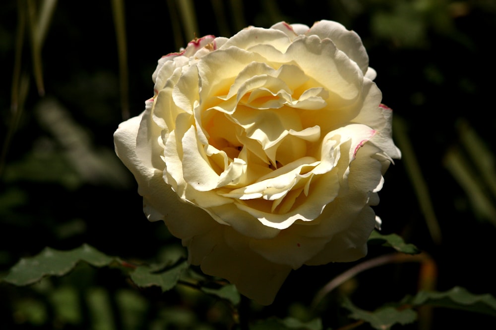 a yellow rose is blooming in the sun