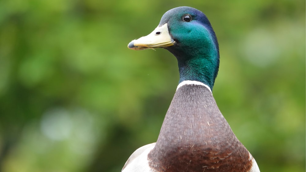 a close up of a duck with a blurry background