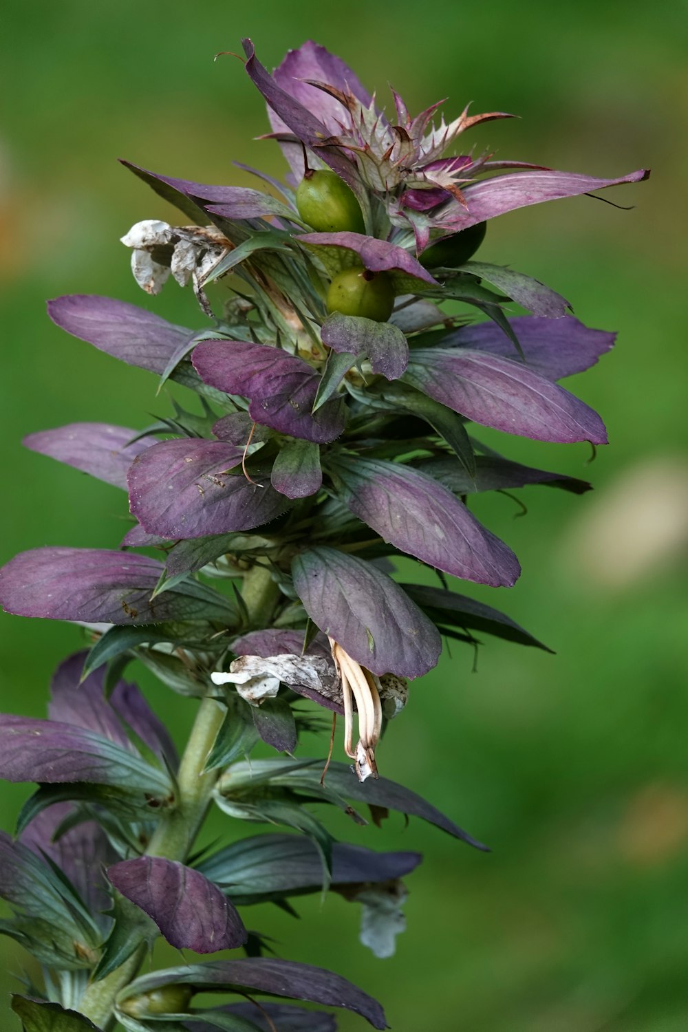 a close up of a purple flower with green leaves