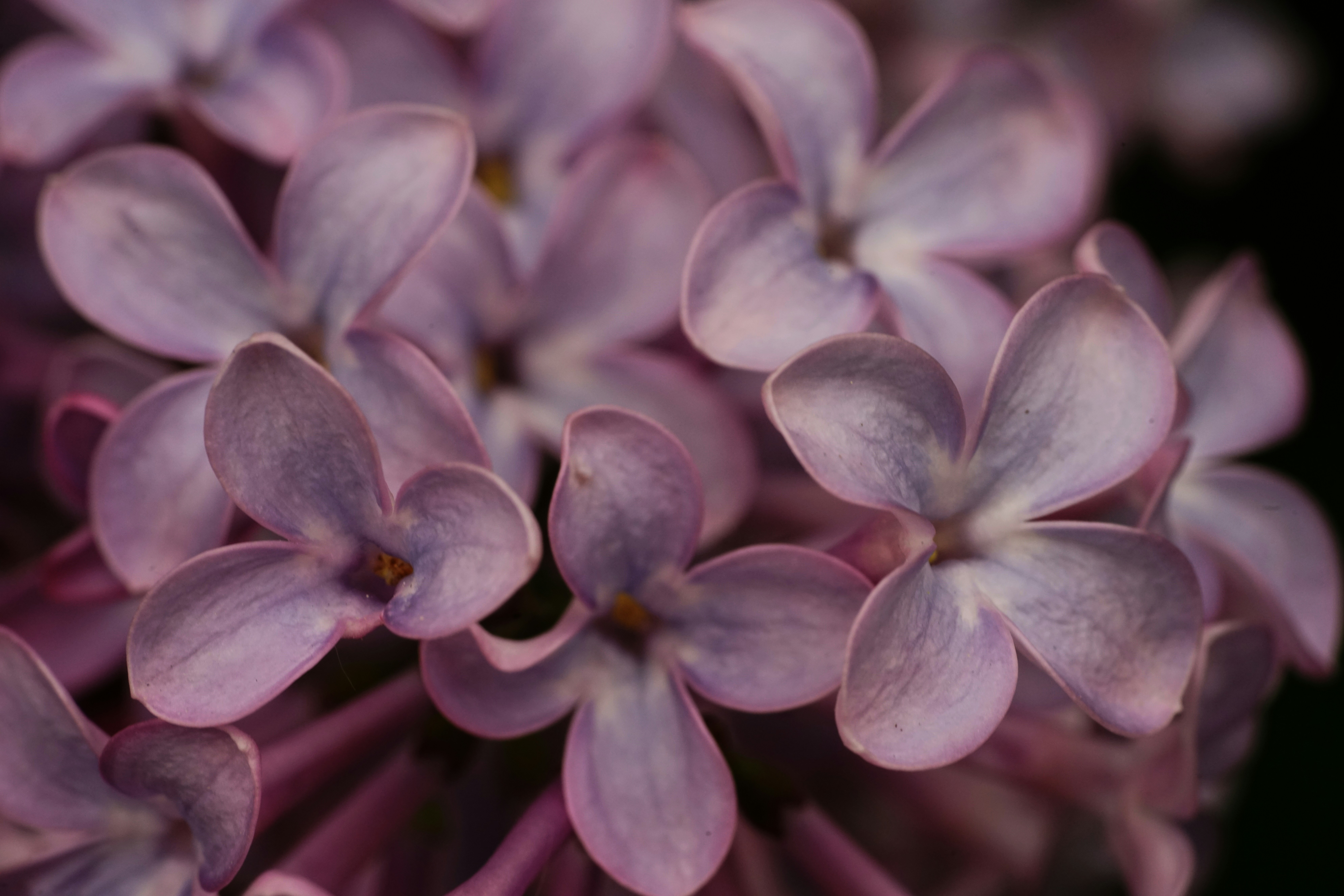 Photo by hooverpaul55