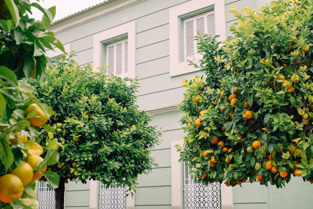 green and yellow round fruit on white concrete building during daytime