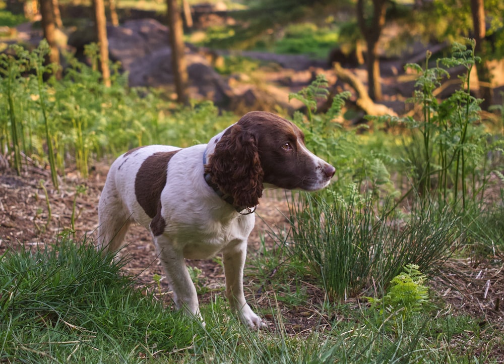 Un chien brun et blanc debout au sommet d’un champ verdoyant