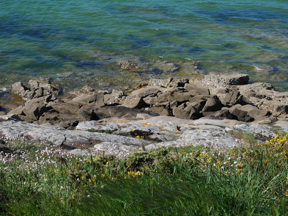 a bird is sitting on a rock near the water