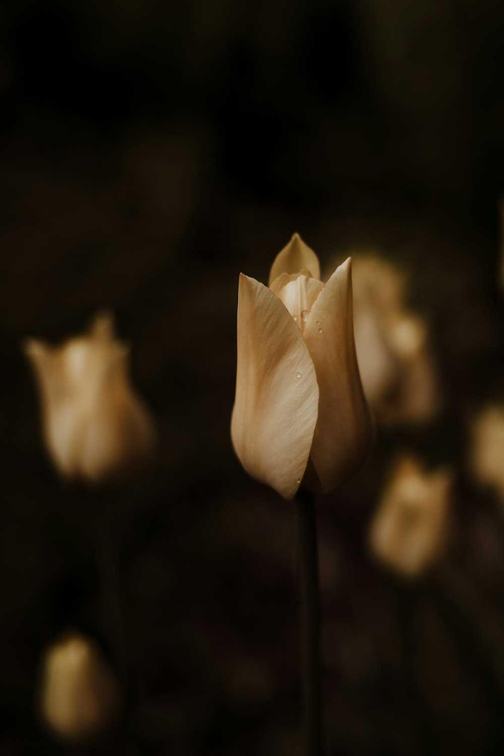 a close up of a flower on a stem