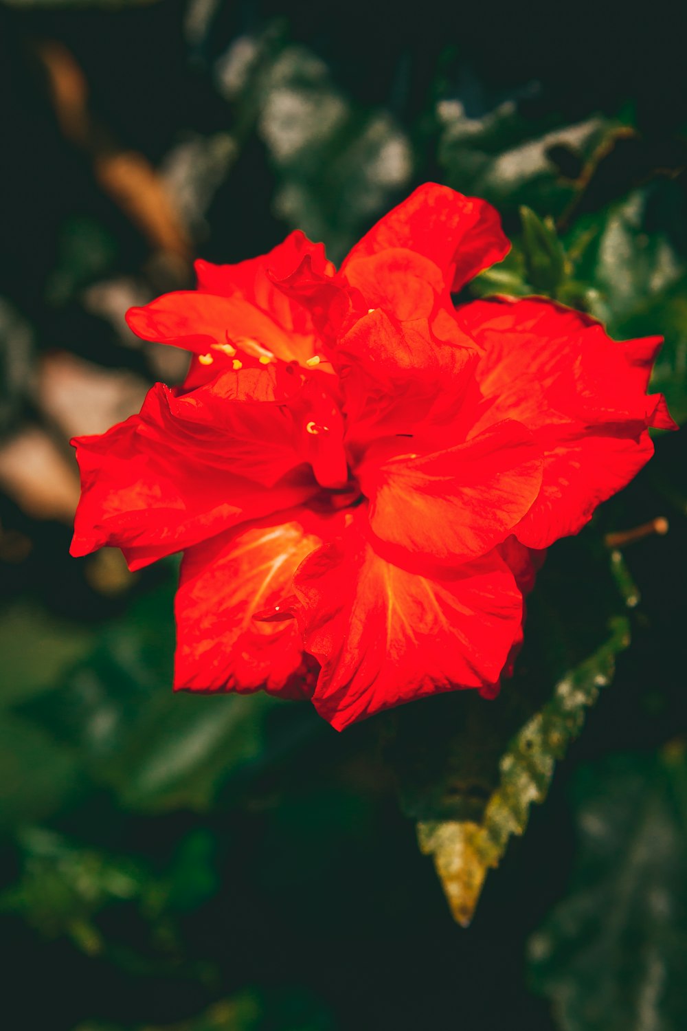 red hibiscus in bloom during daytime