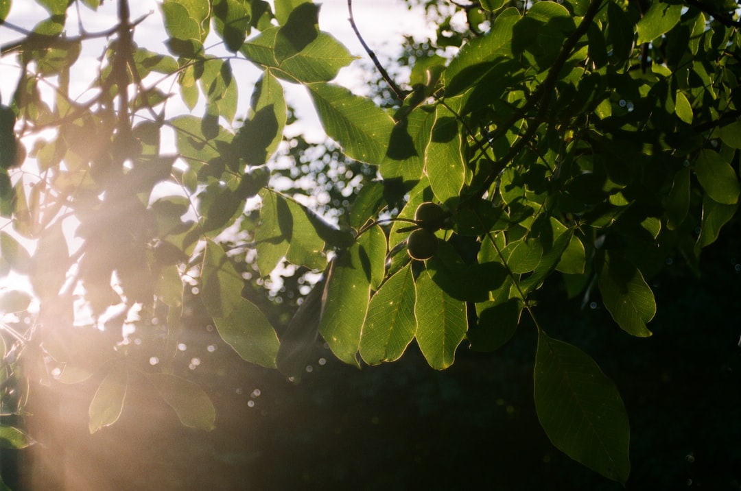 green leaves during day time