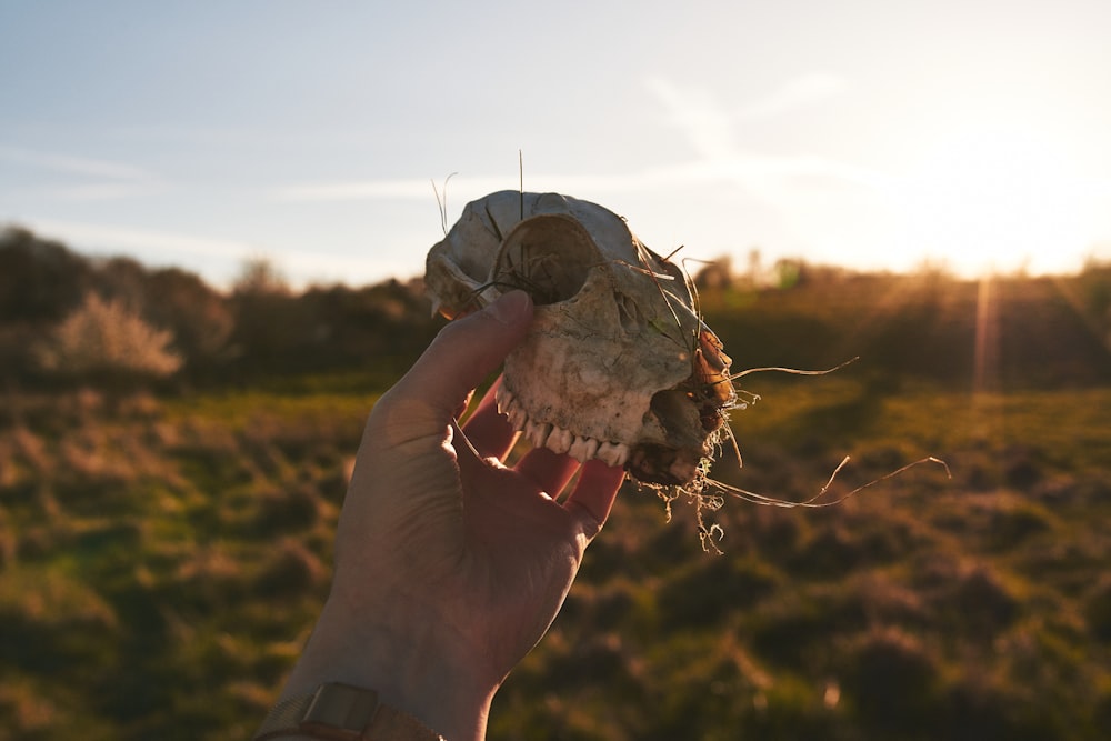 a hand holding a rotten animal skull in a field
