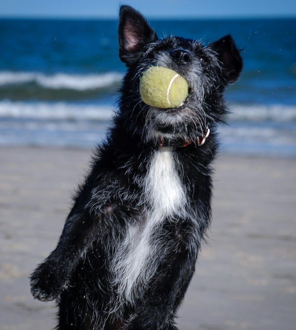 a dog with a tennis ball in its mouth