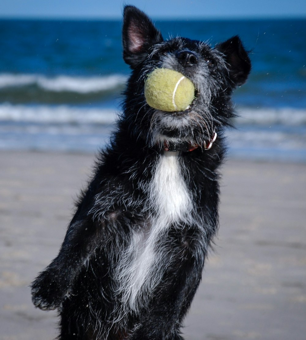 un perro con una pelota de tenis en la boca