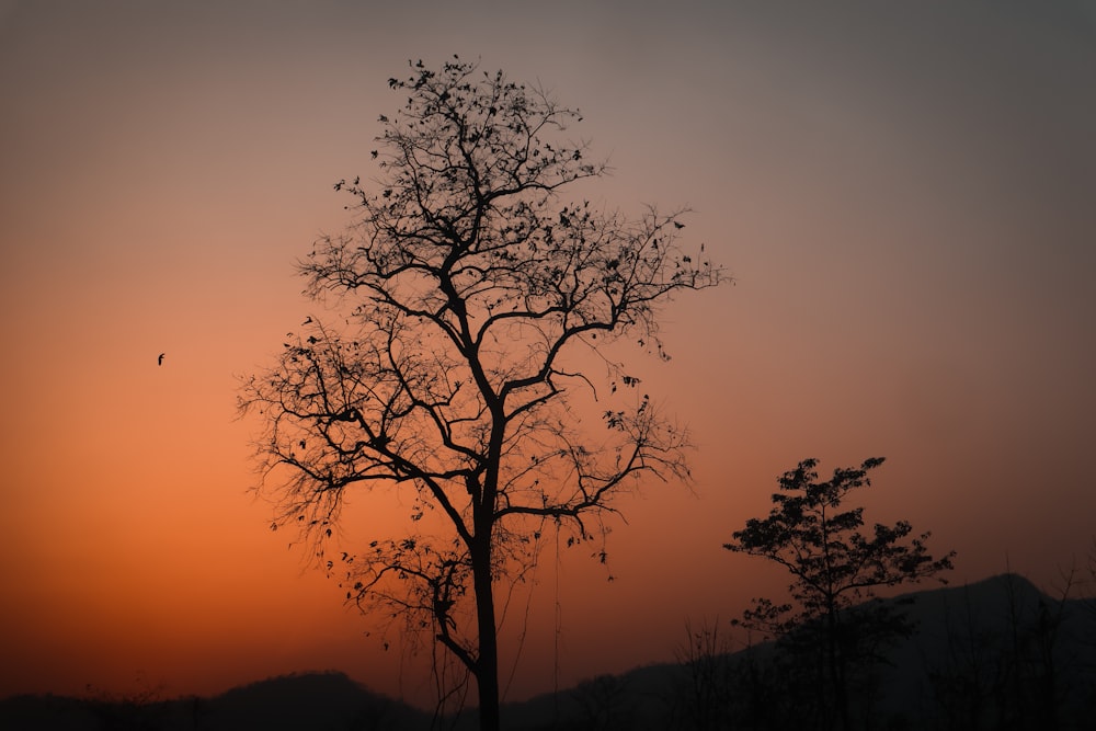 a tree with no leaves in front of a sunset