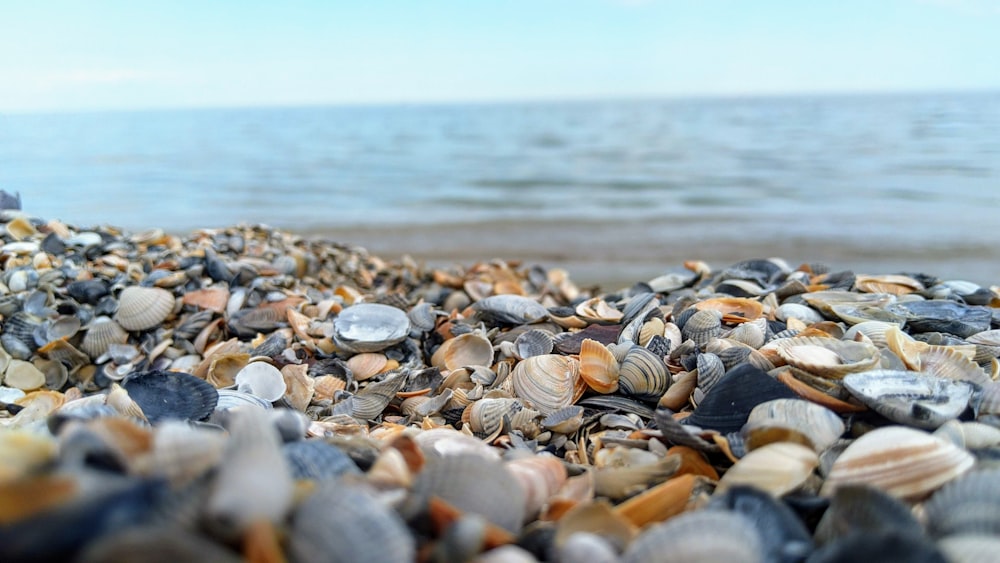 um monte de conchas em uma praia perto do oceano