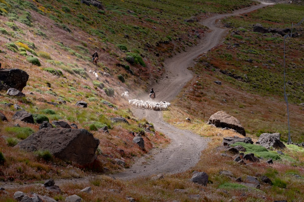 a group of sheep walking down a dirt road