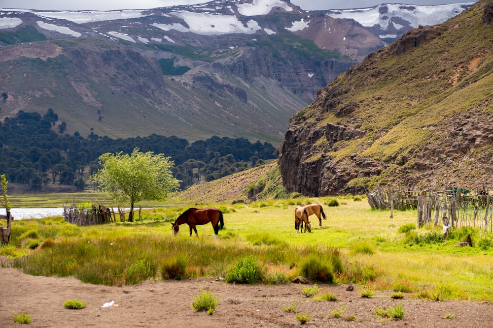 a couple of horses standing on top of a lush green field