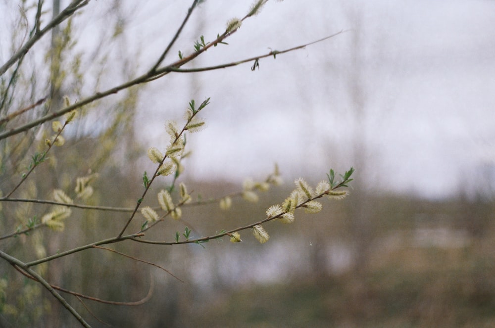 a close up of a tree branch with yellow flowers