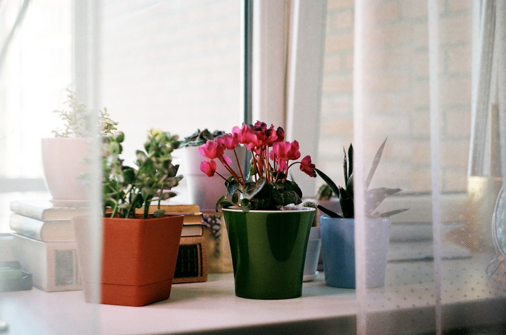 un paio di piante in vaso sedute in cima a un davanzale della finestra